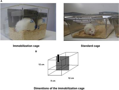 A Rat Immobilization Model Based on Cage Volume Reduction: A Physiological Model for Bed Rest?